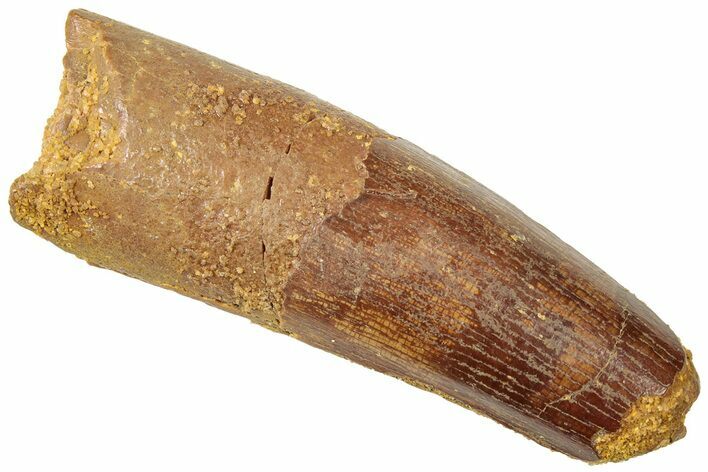 Fossil Spinosaurus Tooth - Real Dinosaur Tooth #312918